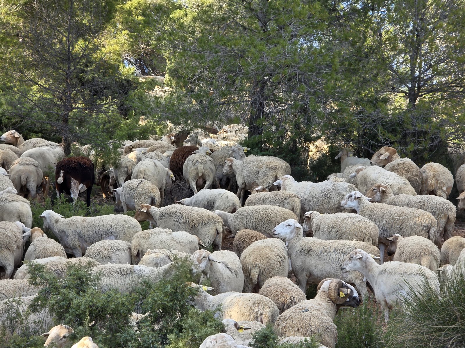 Rebaño de ovejas pastando bajo un pinar en el paraje de Cañada de los Altos, en Caravaca de la Cruz (Región de Murcia)