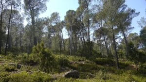 Pinar de pino carrasco abierto, con sotobosque de matorral, en el Parque Regional de Sierra Espuña (Región de Murcia)