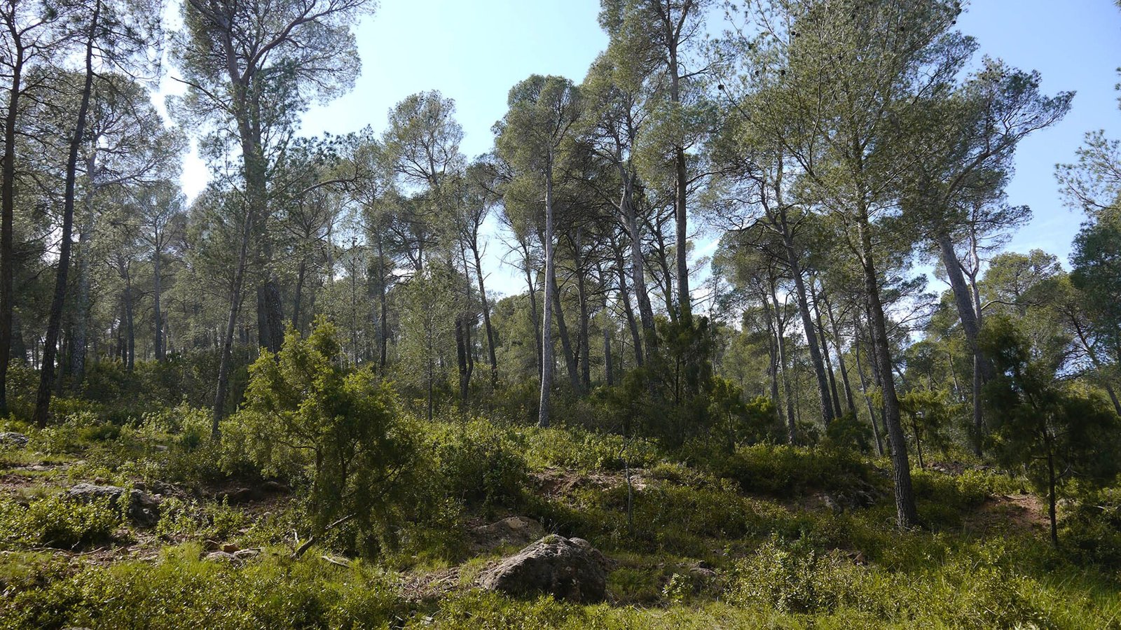 Pinar de pino carrasco abierto, con sotobosque de matorral, en el Parque Regional de Sierra Espuña (Región de Murcia)