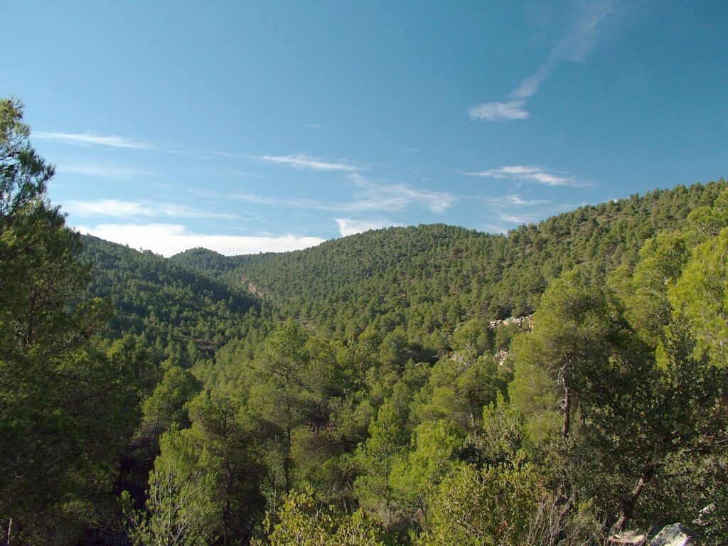 Laderas cubiertas de pinar en la sierra de Burete, en el Noroeste de la Región de Murcia, bajo un cielo despejado